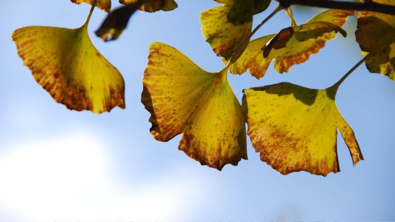Rimedi foglie gialle