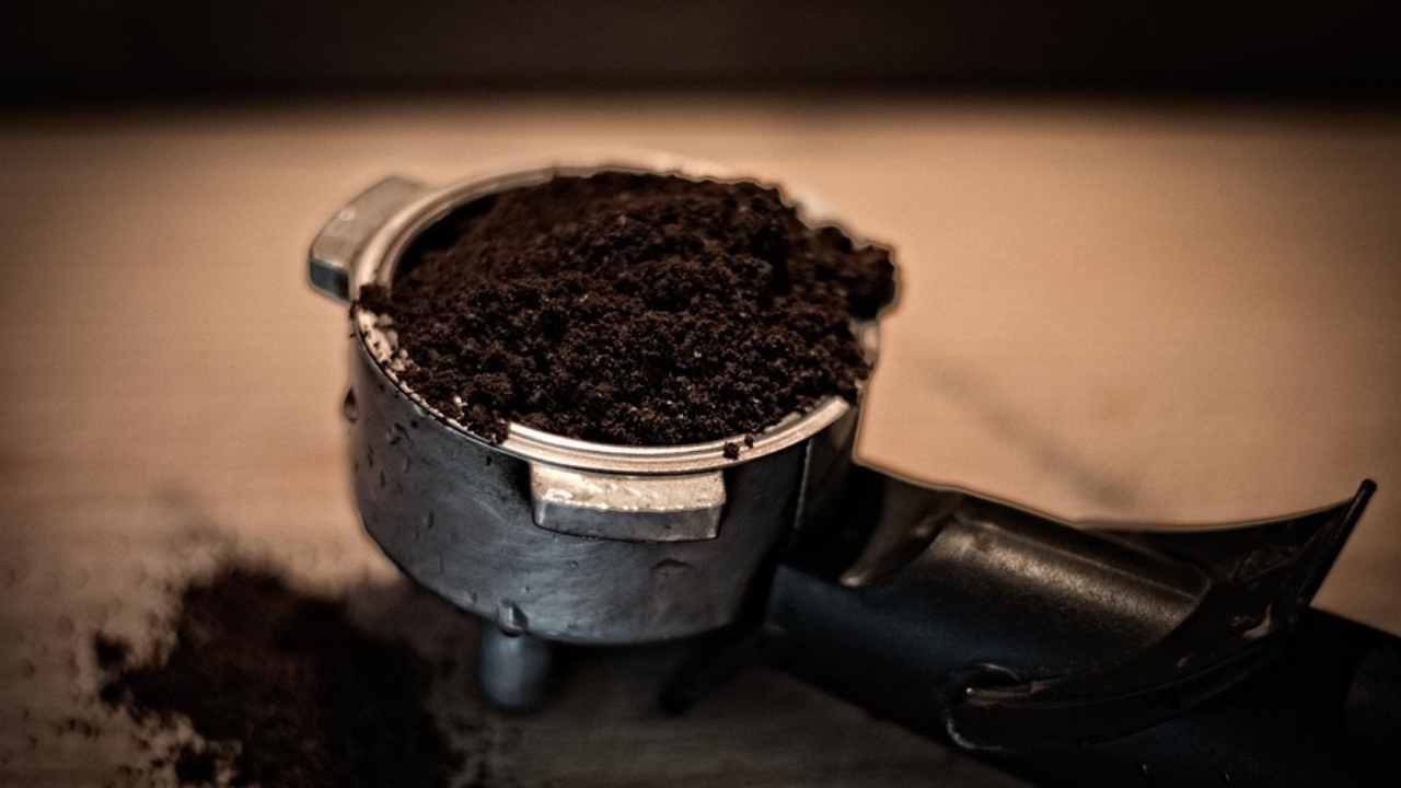 fondi di caffè nelle piante concimante metodo