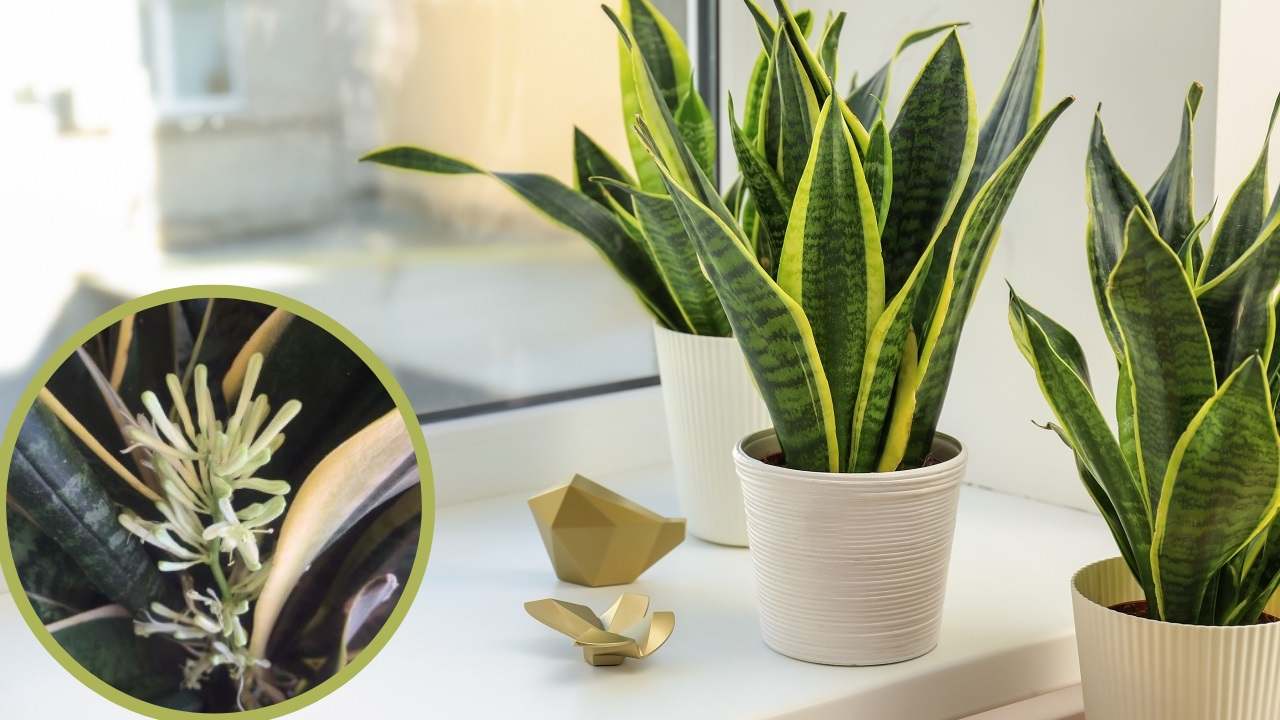 Sansevieria quando fiorisce e cosa fare