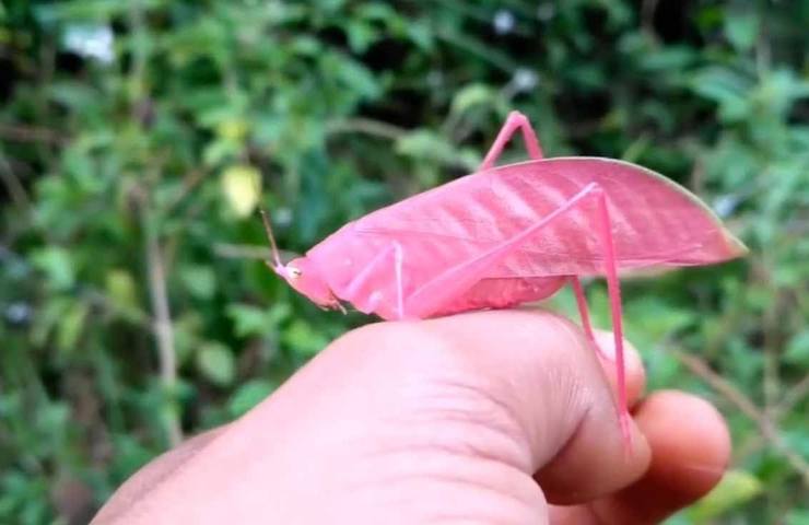 Un esemplare di questa locusta di colore rosa