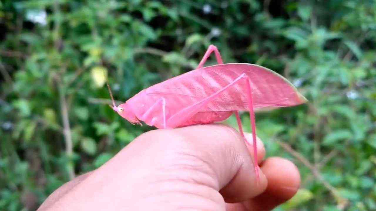 cavallette rosa natura cambiamento climatico