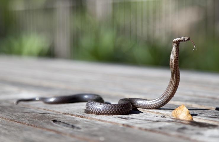 Un esemplare di serpente