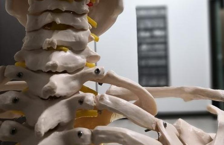 Un modello in dimensioni reali dell'apparato scheletrico