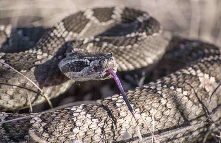 Un serpente visto da vicino