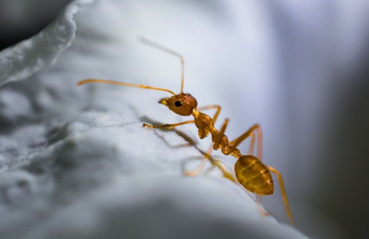 Una formica inquadrata da vicino