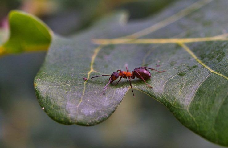 Una formica su una foglia