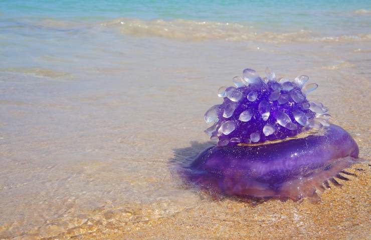 Una medusa imbottita di veleno