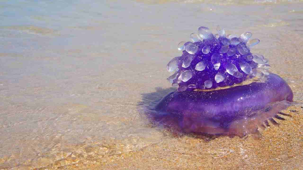 medusa killer caravella portoghese
