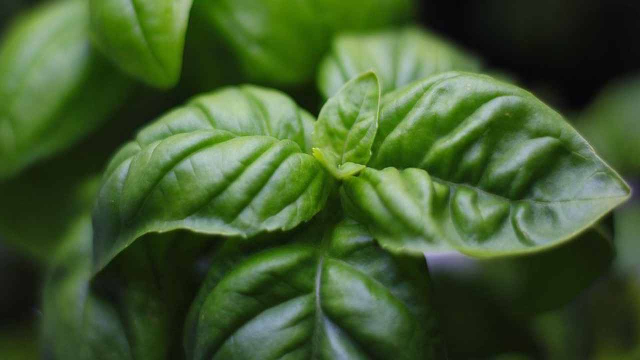 Come far durare il basilico supermercato