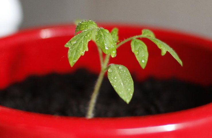 Una piantina di pomodoro