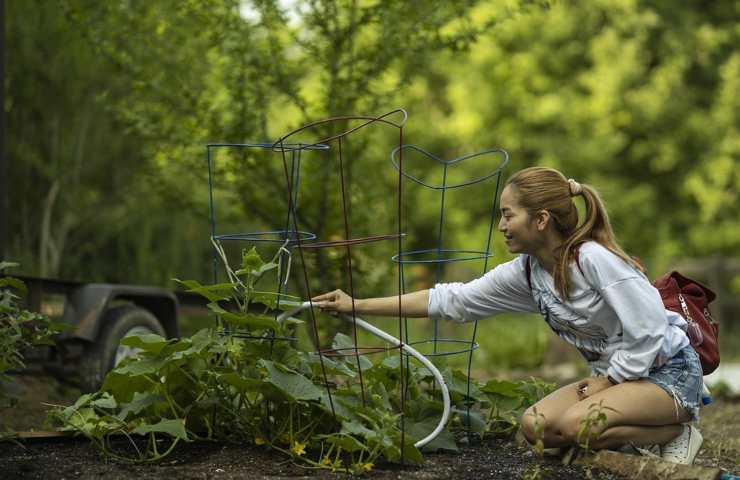 Una ragazza innaffia delle piante