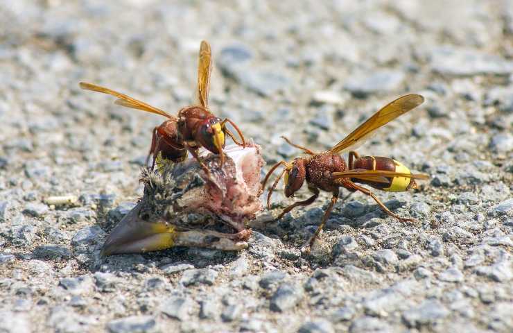 pericolo vespe roma