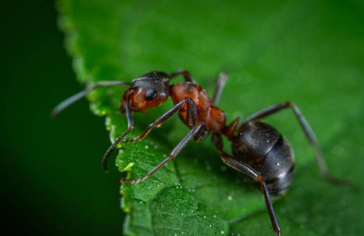 Vista ravvicinata di una formica