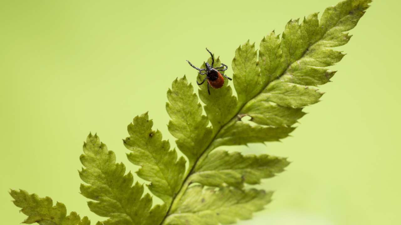 Zecche rimedi naturali