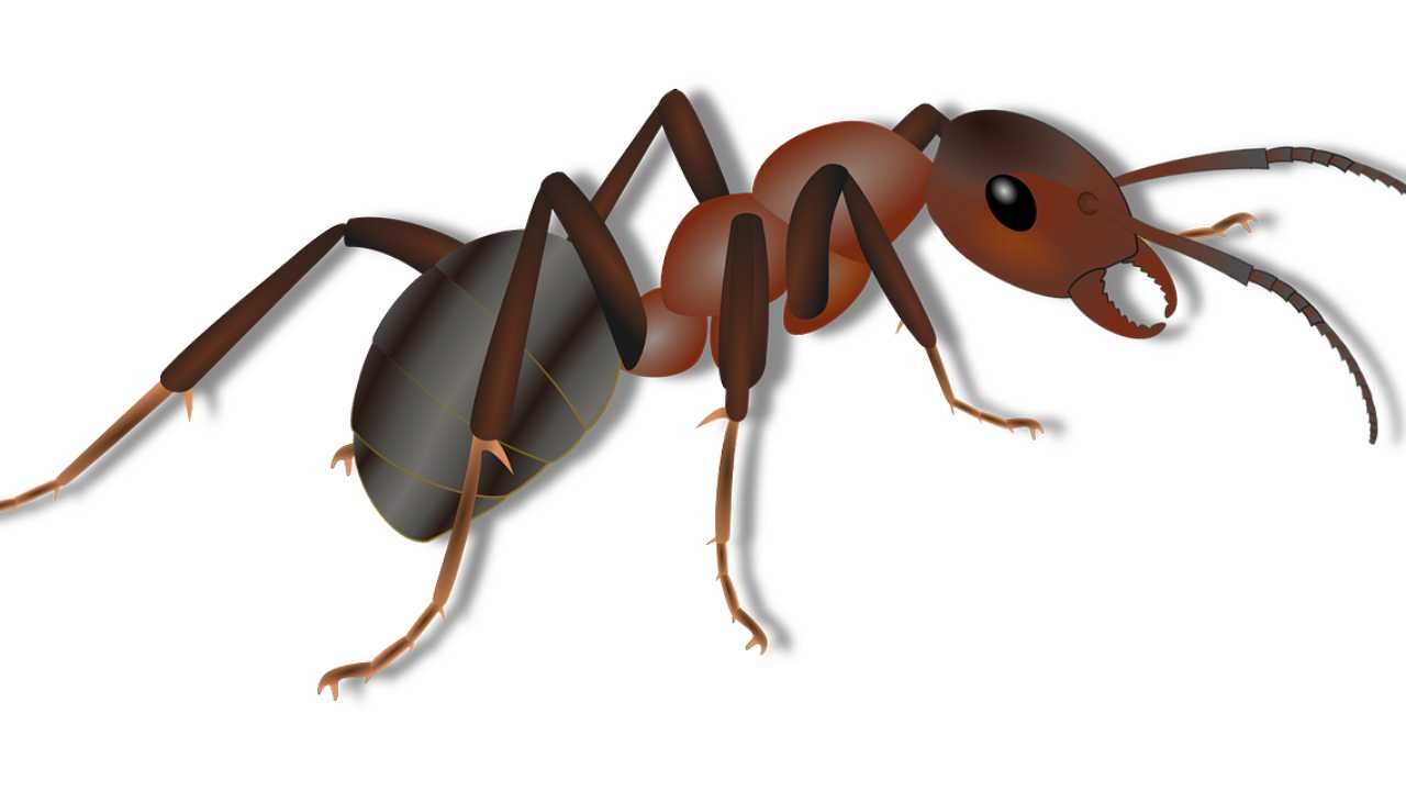 Da dove arrivano formiche