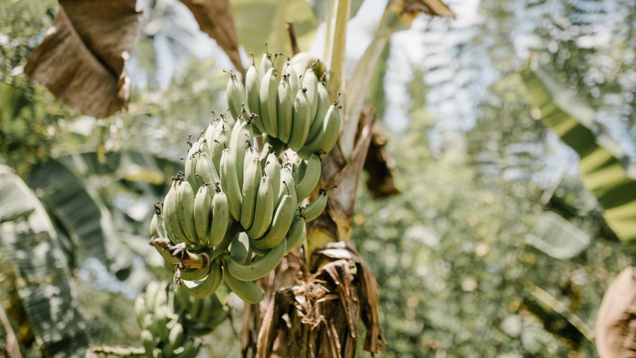 coltivazione pianta banano