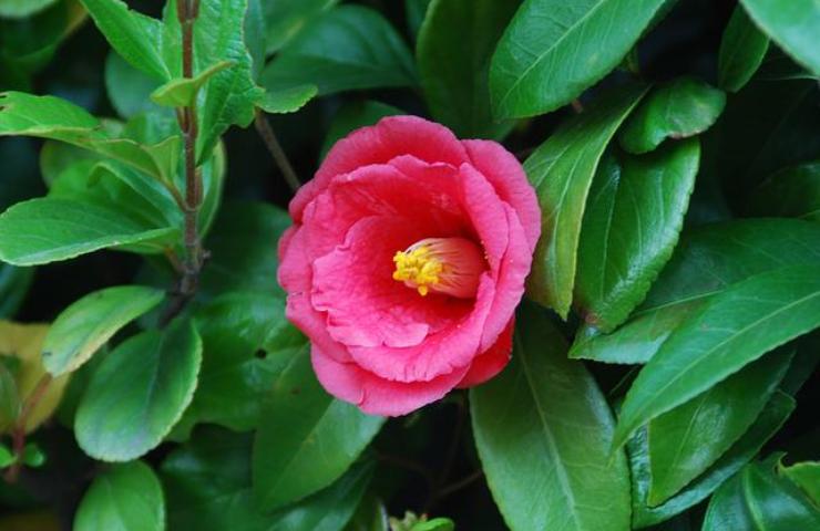 camelia 