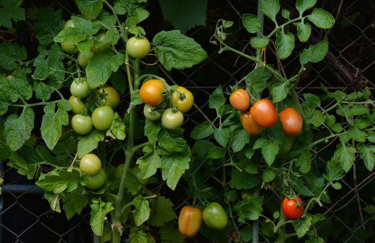 Pomodori