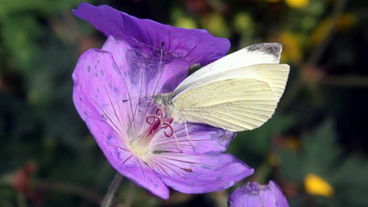 Farfalla del geranio