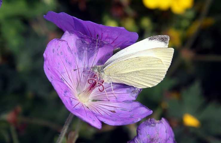 Farfallina sul fiore