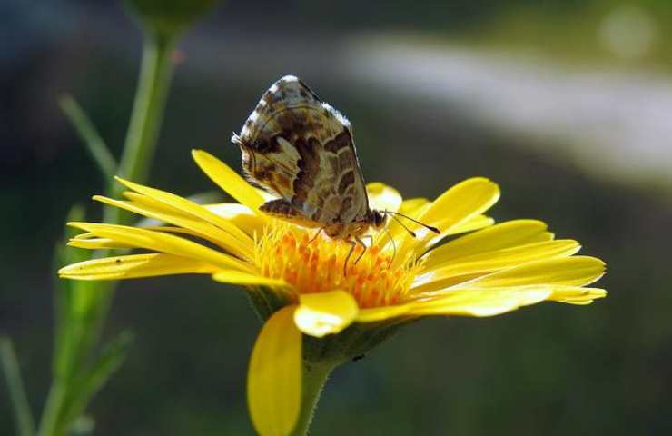 Geranio giallo