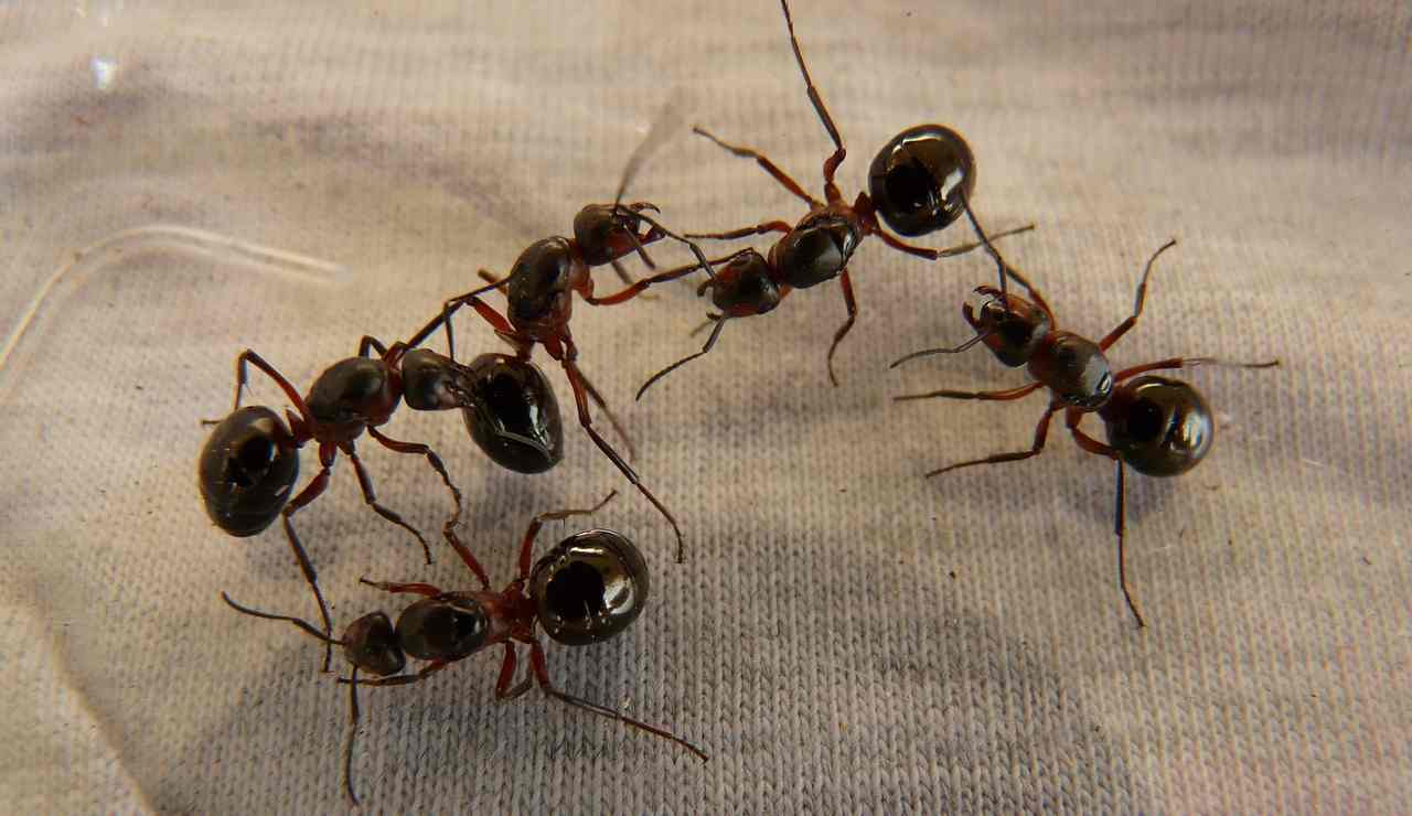 formiche escono muri battiscopa