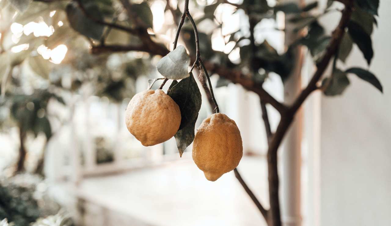 pianta limoni guida completa