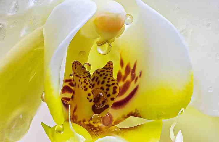 Orchidea suggerimenti per i fiori