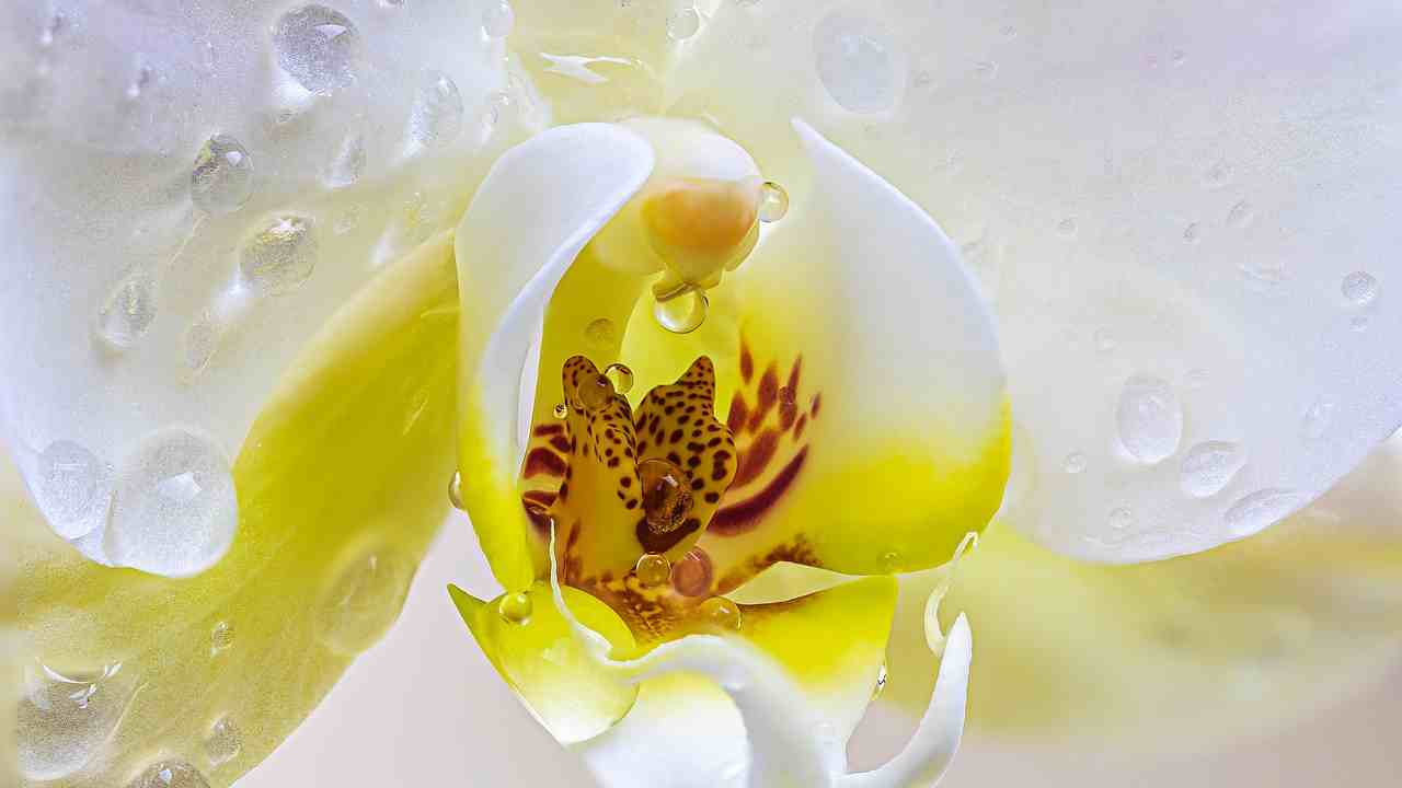 Orchidea perché i fiori seccano