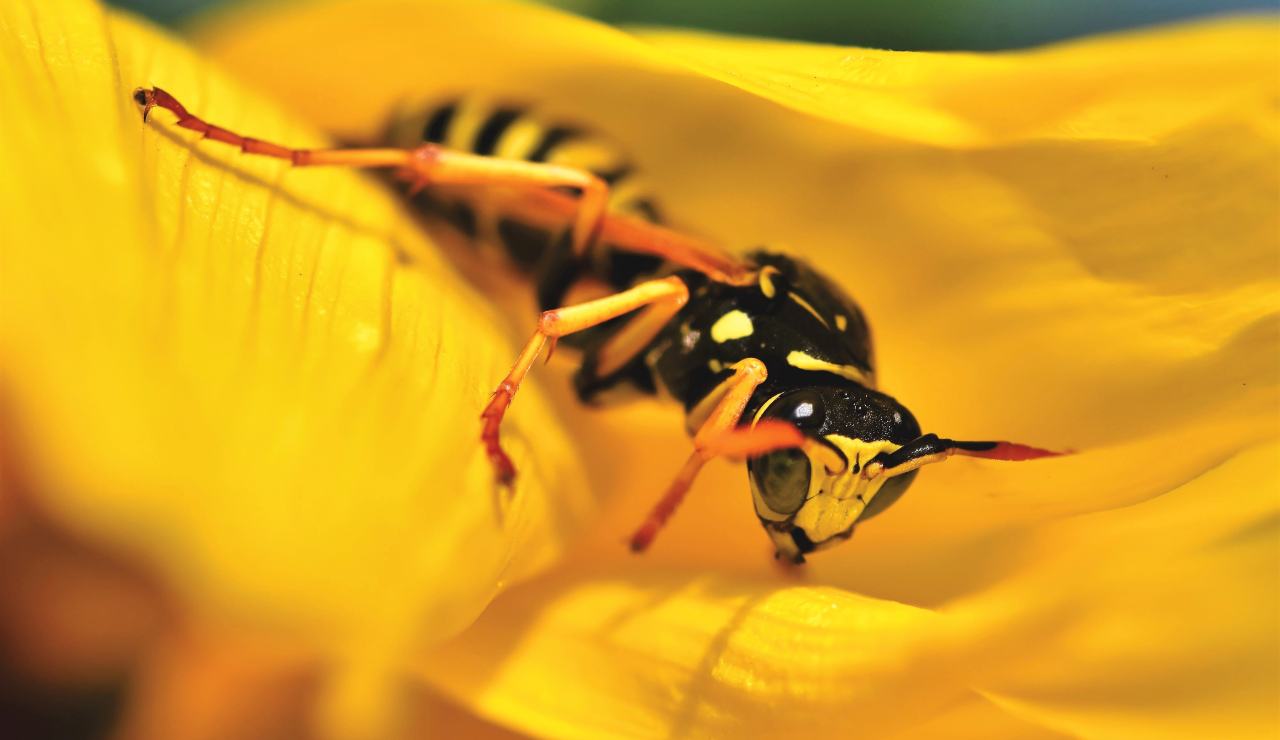 vespe giardino rimedi naturali