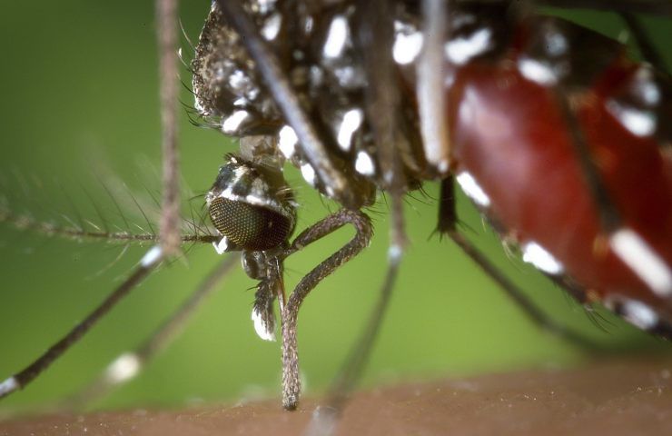 zanzara 