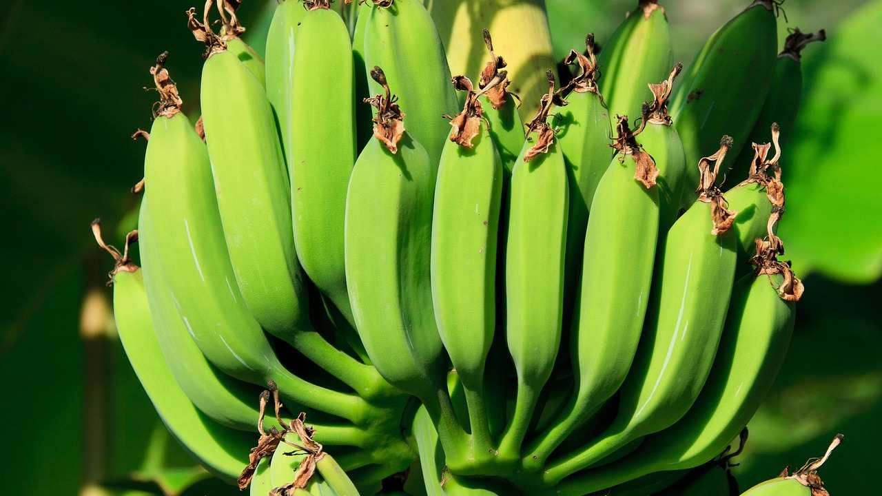 Banane verdi fanno bene
