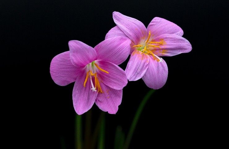 fiore della pioggia coltivazione