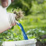 candeggina versata sulle erbacce