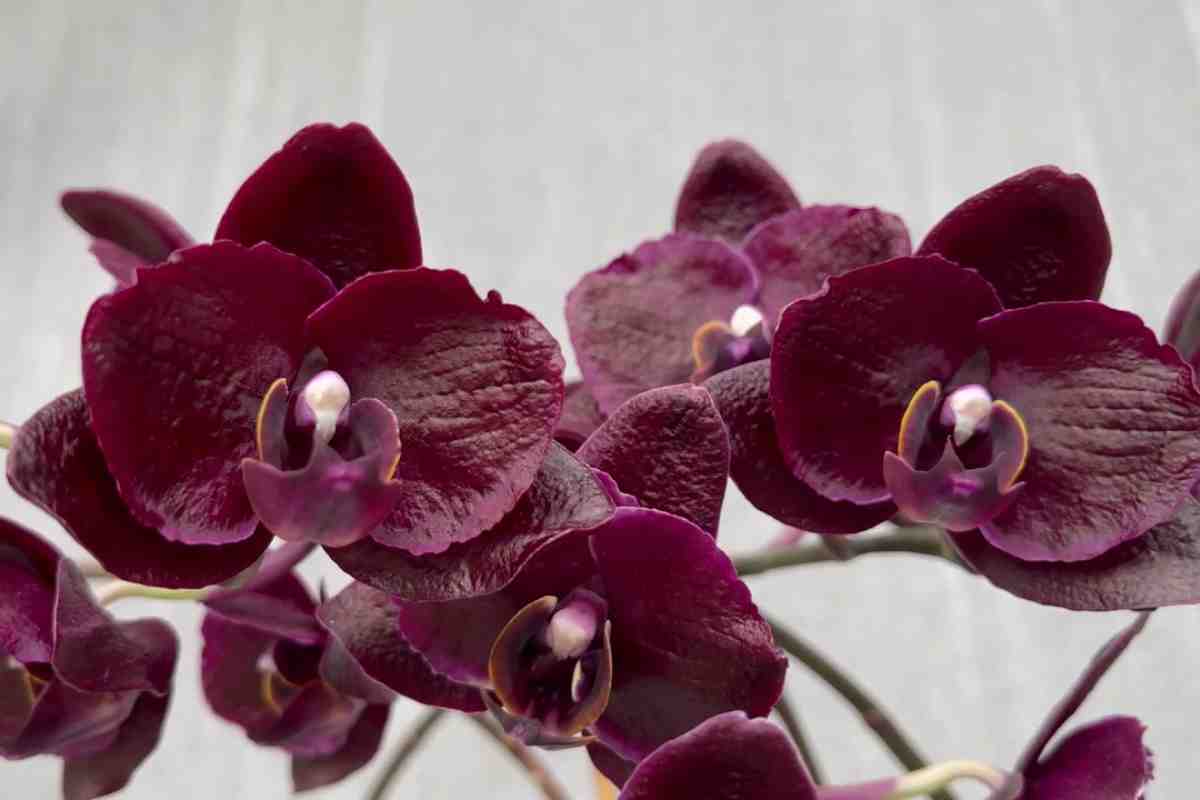 Phalaenopsis Black Butterfly
