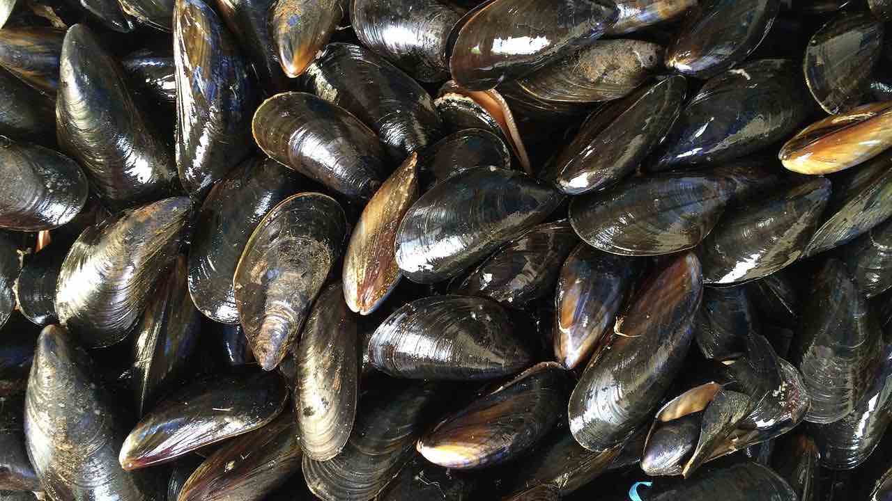 pulire cozze