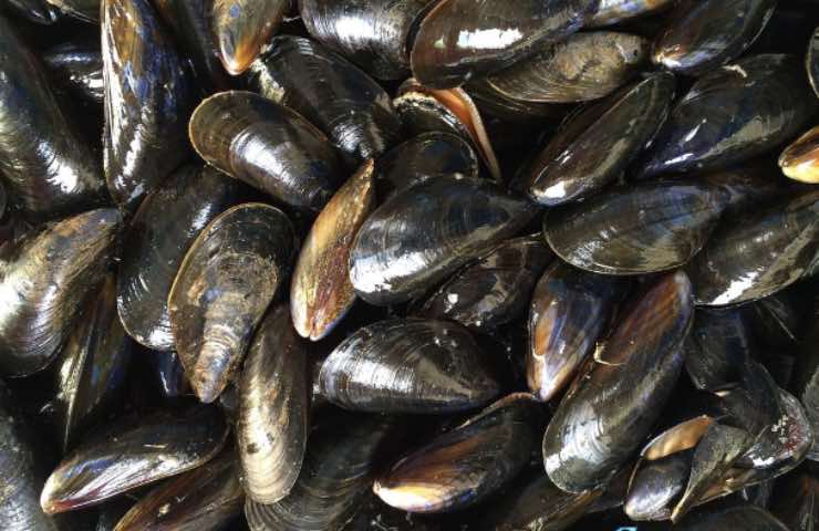 cozze