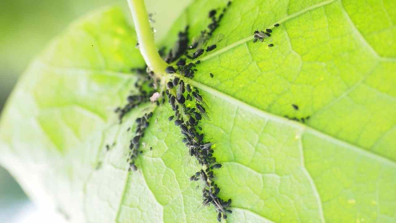 come eliminare insetti e parassiti piante metodi