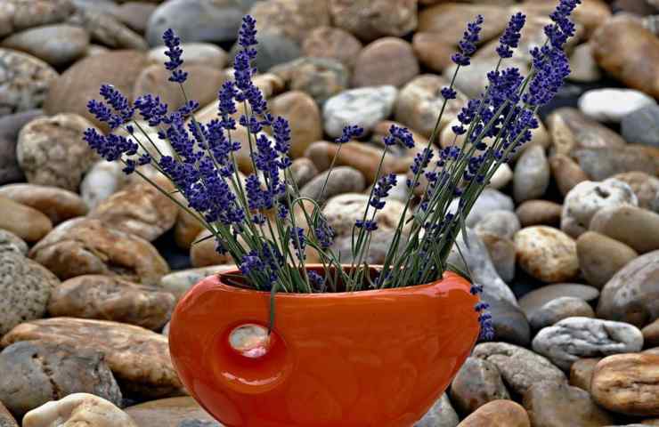 Della lavanda in vaso