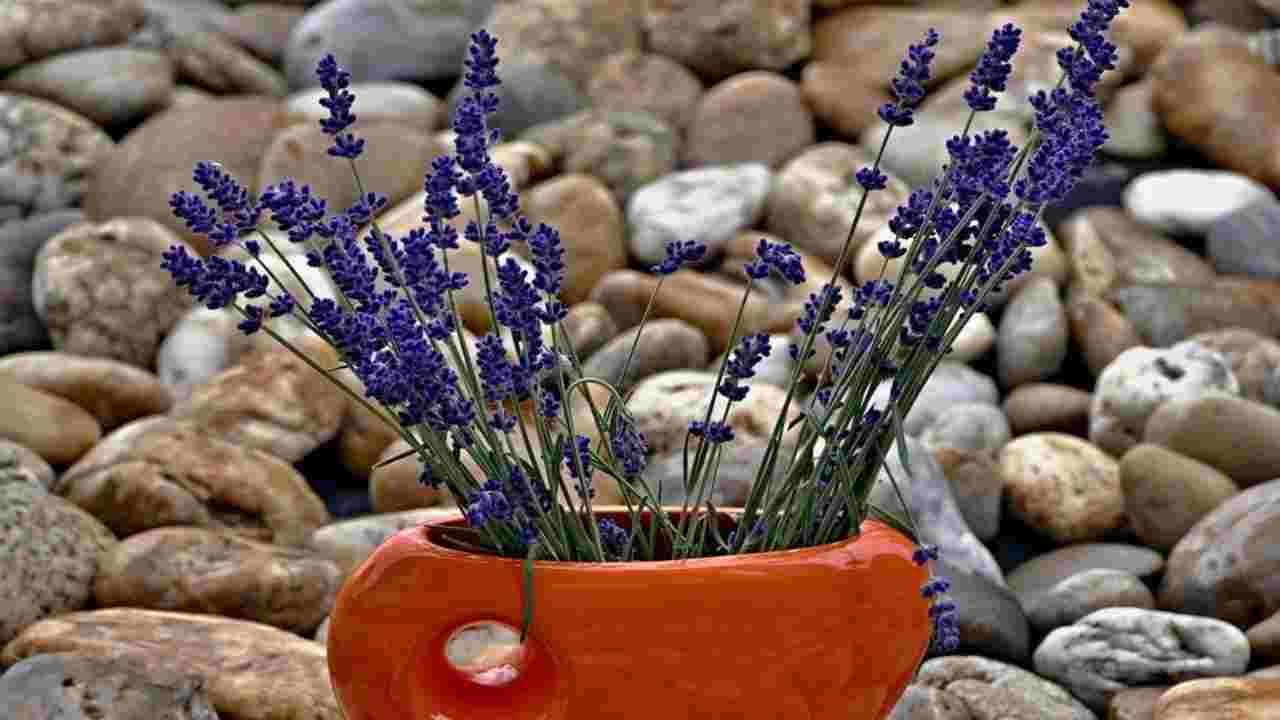 come potare lavanda quando piante