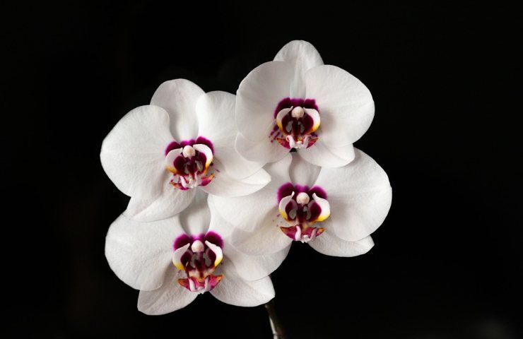 Delle orchidee bianche