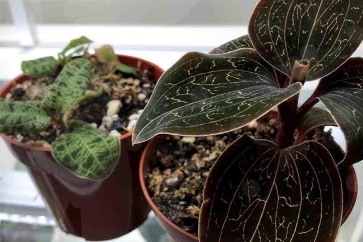 ludisia discolor