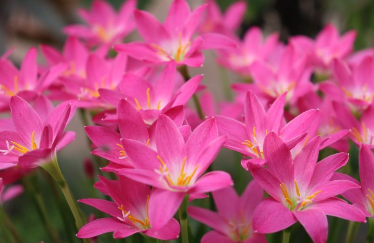 varietà Fiore della pioggia