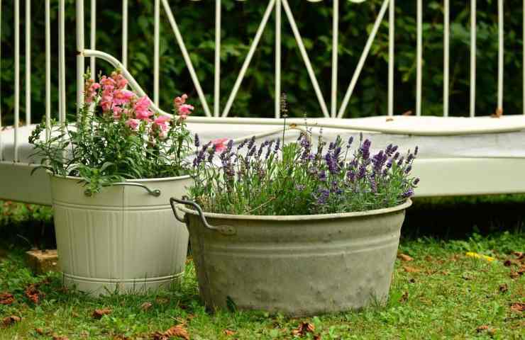 Fiori di lavanda in vaso