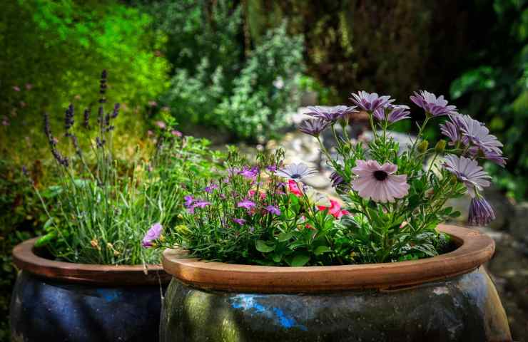 Fiori in vaso in un giardino