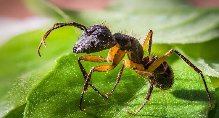 Pianta invasa dalle formiche eliminarle