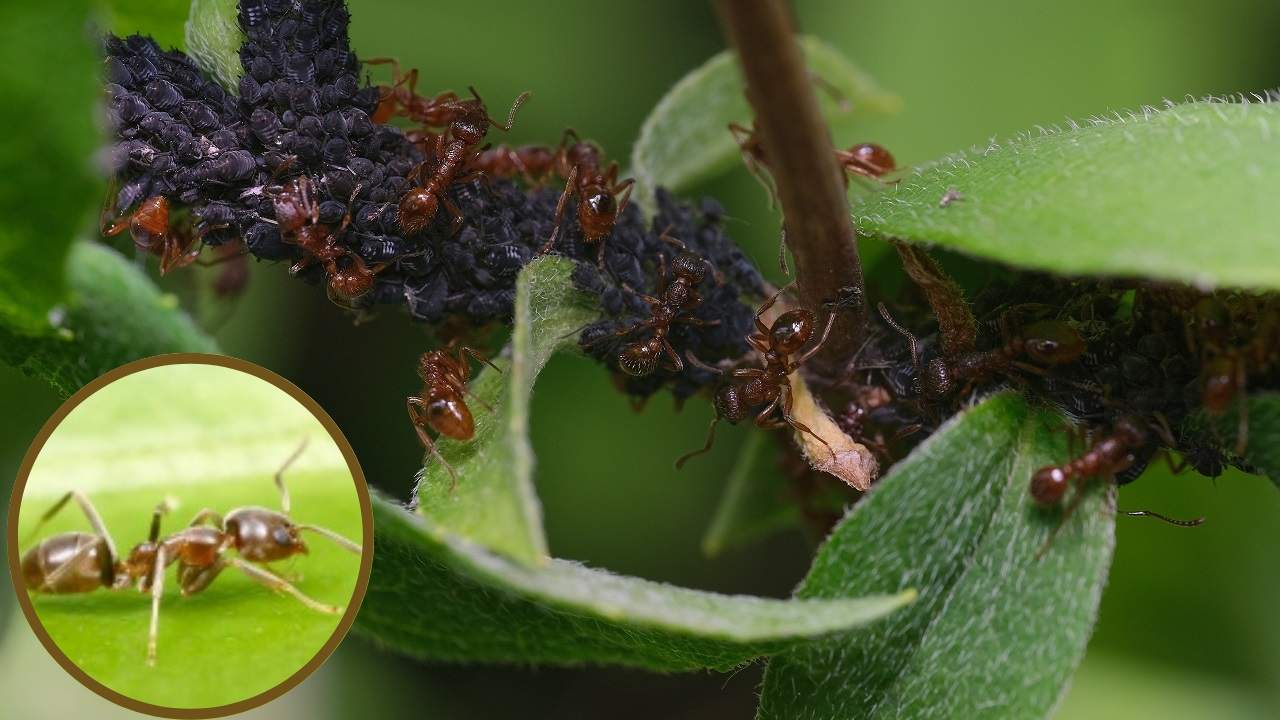 Formiche nella pianta eliminarle rimedi naturali