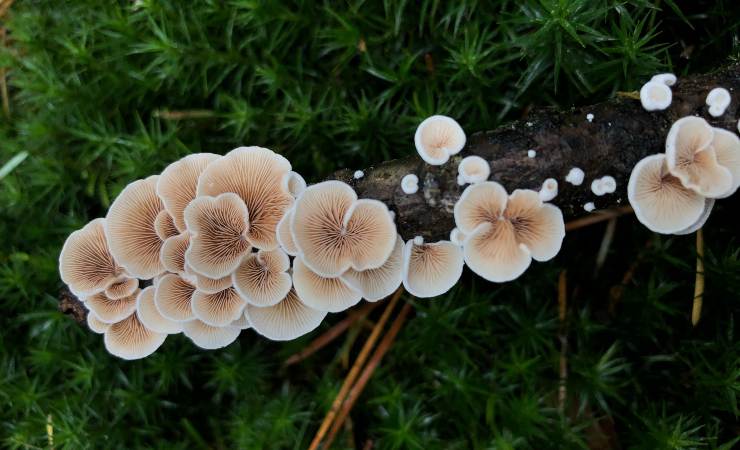 funghi nel giardino