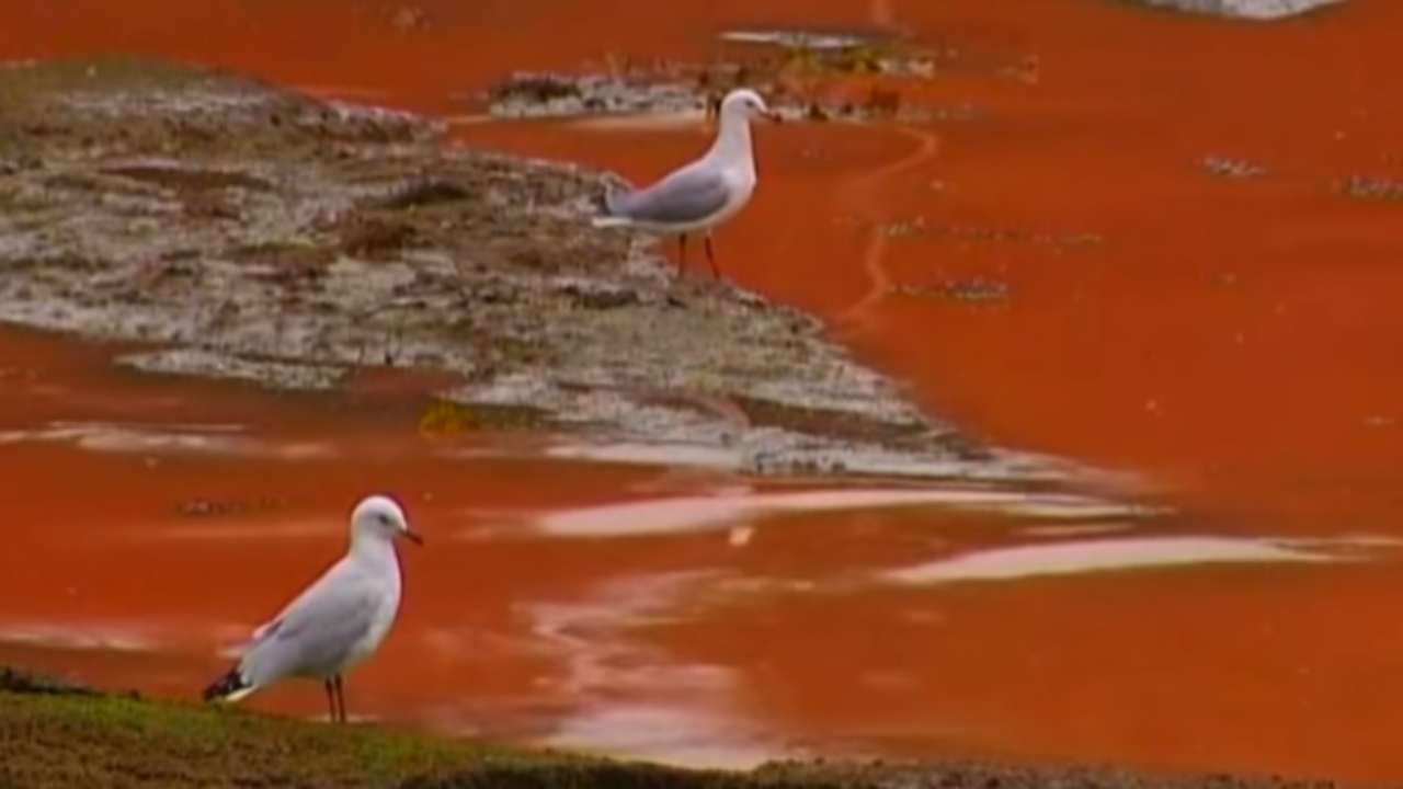 acqua rossa mare lago cause alga batteri
