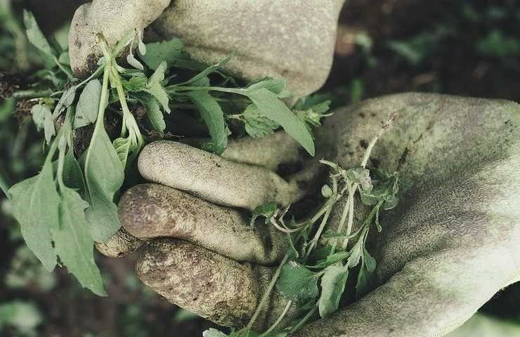 Giardinaggio errori ad agosto